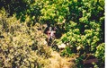 Botswana - Hippo hiding in the bush in Chobe National Park