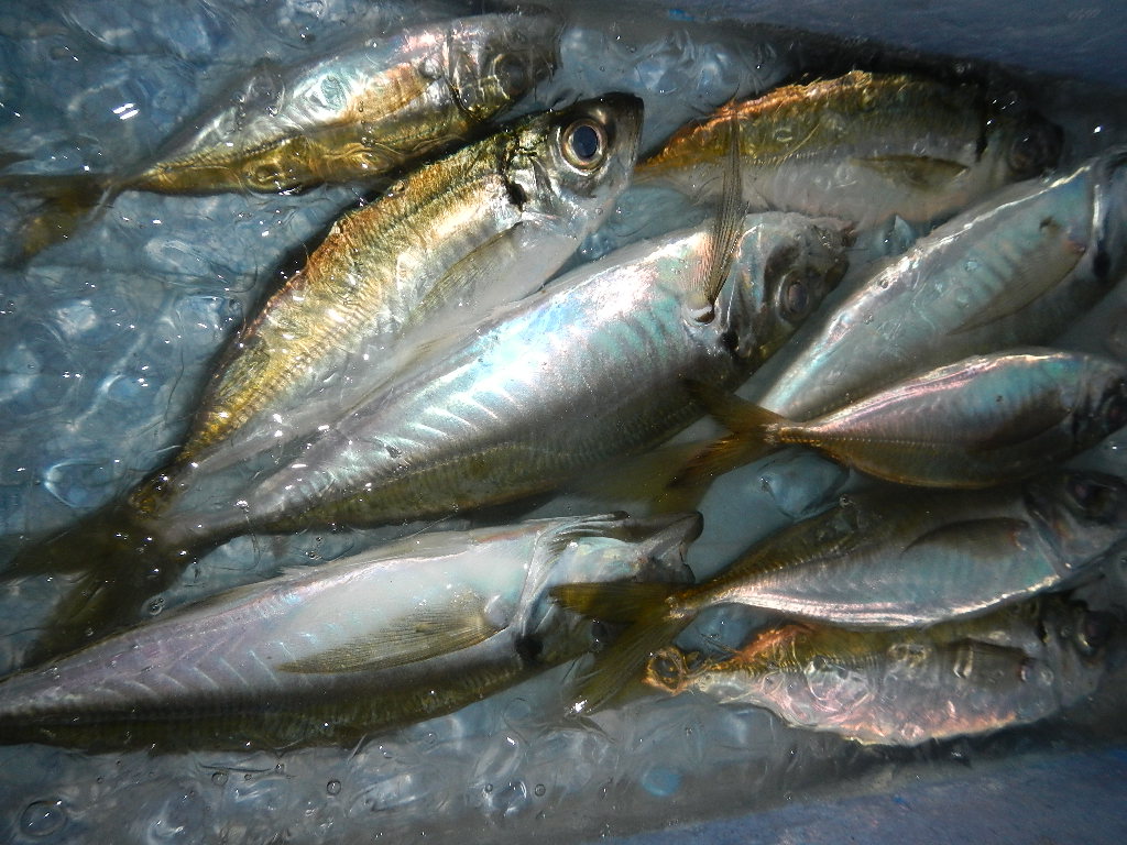 海水氷でお持帰り その後 北近畿道楽的ヒラメ釣行日記