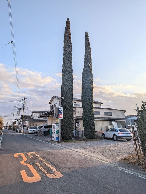 武蔵野うどんの樹