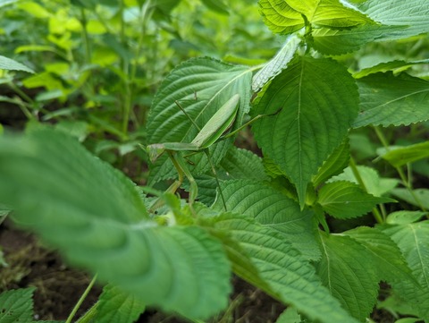 PXL_20220911_012736555