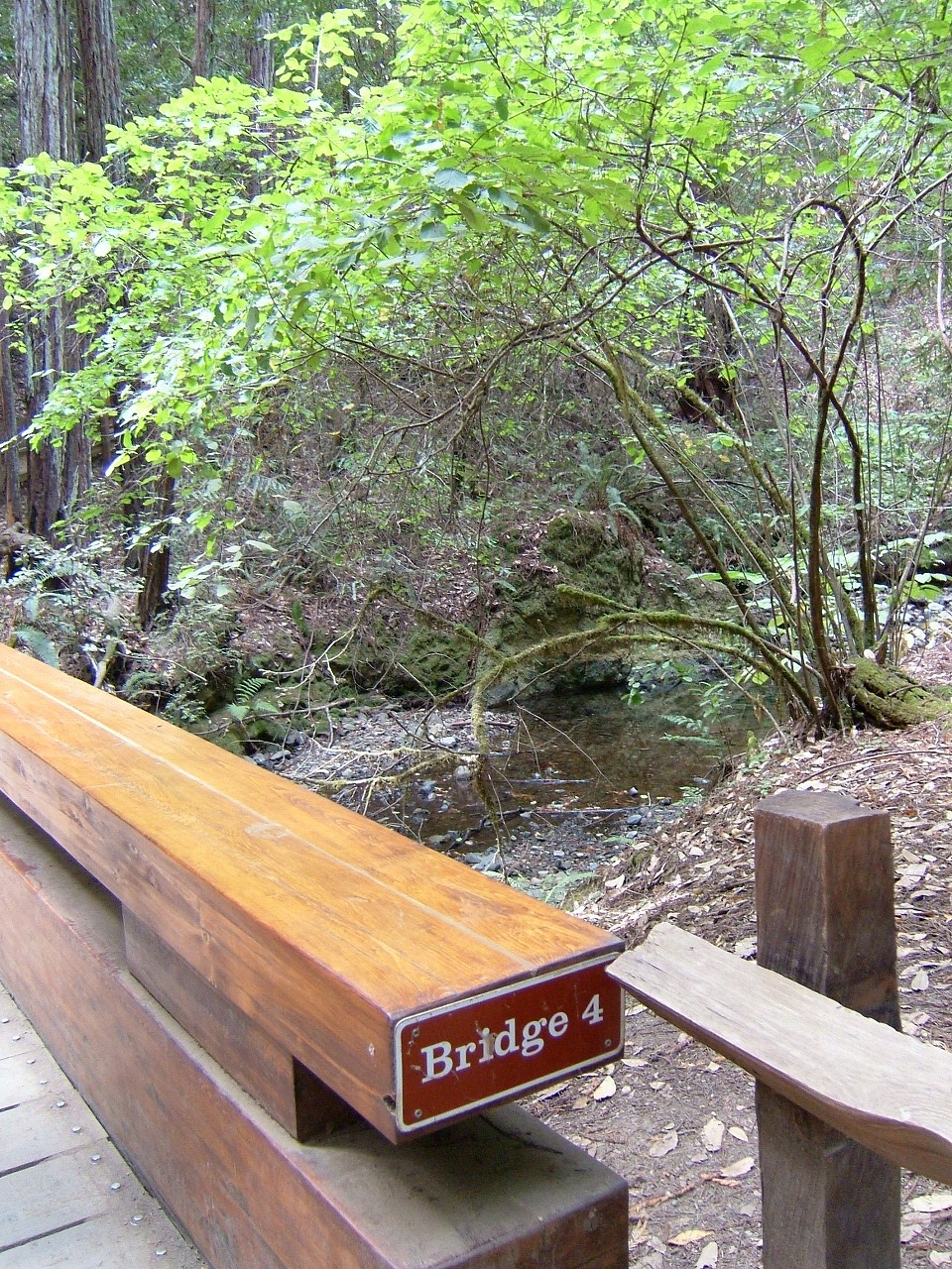 週末旅行 ミュアウッズ国定公園 Muir Woods National Monument 窓 Berkeley