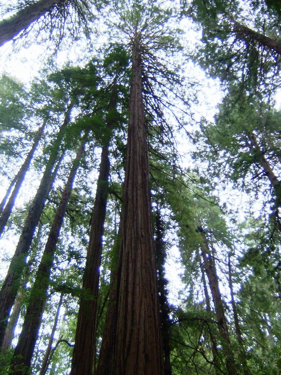 週末旅行 ミュアウッズ国定公園 Muir Woods National Monument 窓 Berkeley