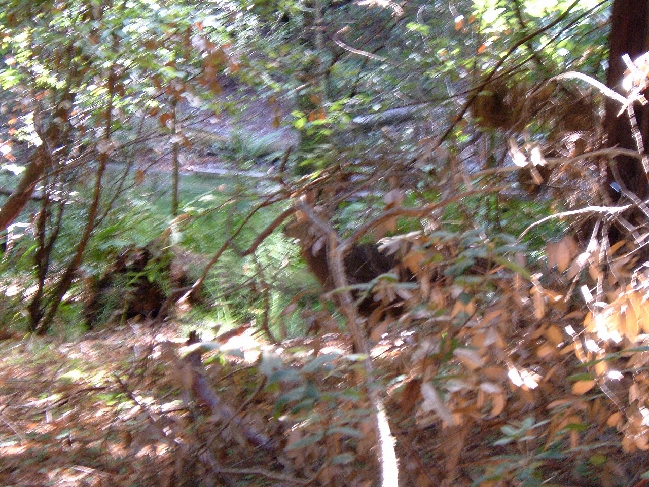 週末旅行 ミュアウッズ国定公園 Muir Woods National Monument 窓 Berkeley 週末旅行 ミュアウッズ国定公園 Muir Woods National Monument 窓 Berkeley