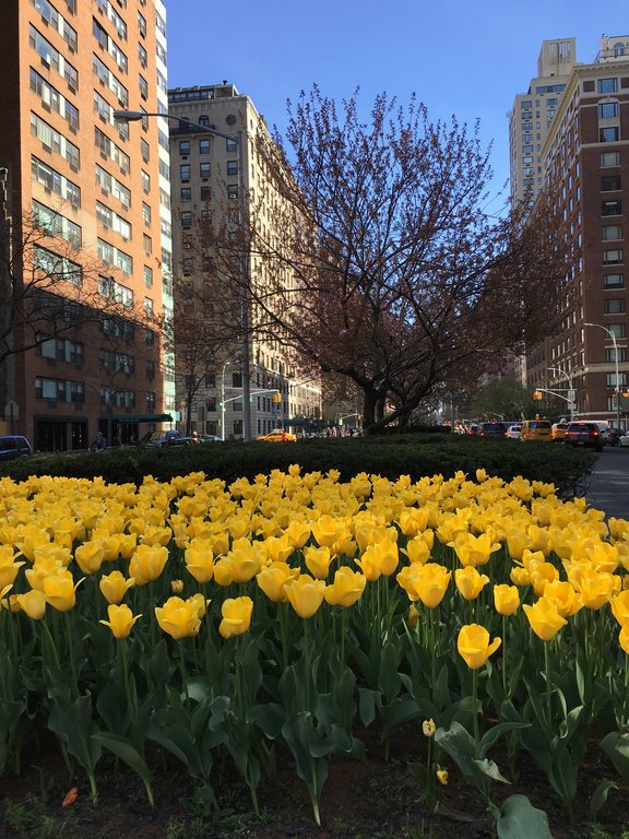 春のセントラルパーク 八重桜はどんなかな と マンハッタン周りの桜祭り予定 窓 New York 再び 春のセントラルパーク 八重桜はどんなかな と マンハッタン周りの桜祭り予定 窓 New York 再び