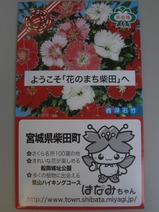 がんばろう宮城福島号高級種西洋石竹