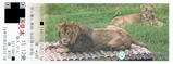 多摩動物公園ライオンバス2024乗車券3