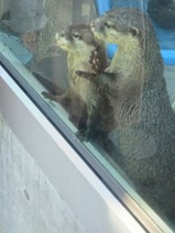 20240314HANA・BIYORIコツメカワウソ