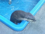20240314HANA・BIYORIコツメカワウソ