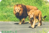 多摩動物公園ライオンポストカード
