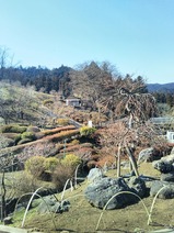 20230223特急青梅奥多摩梅の里号の旅梅の公園
