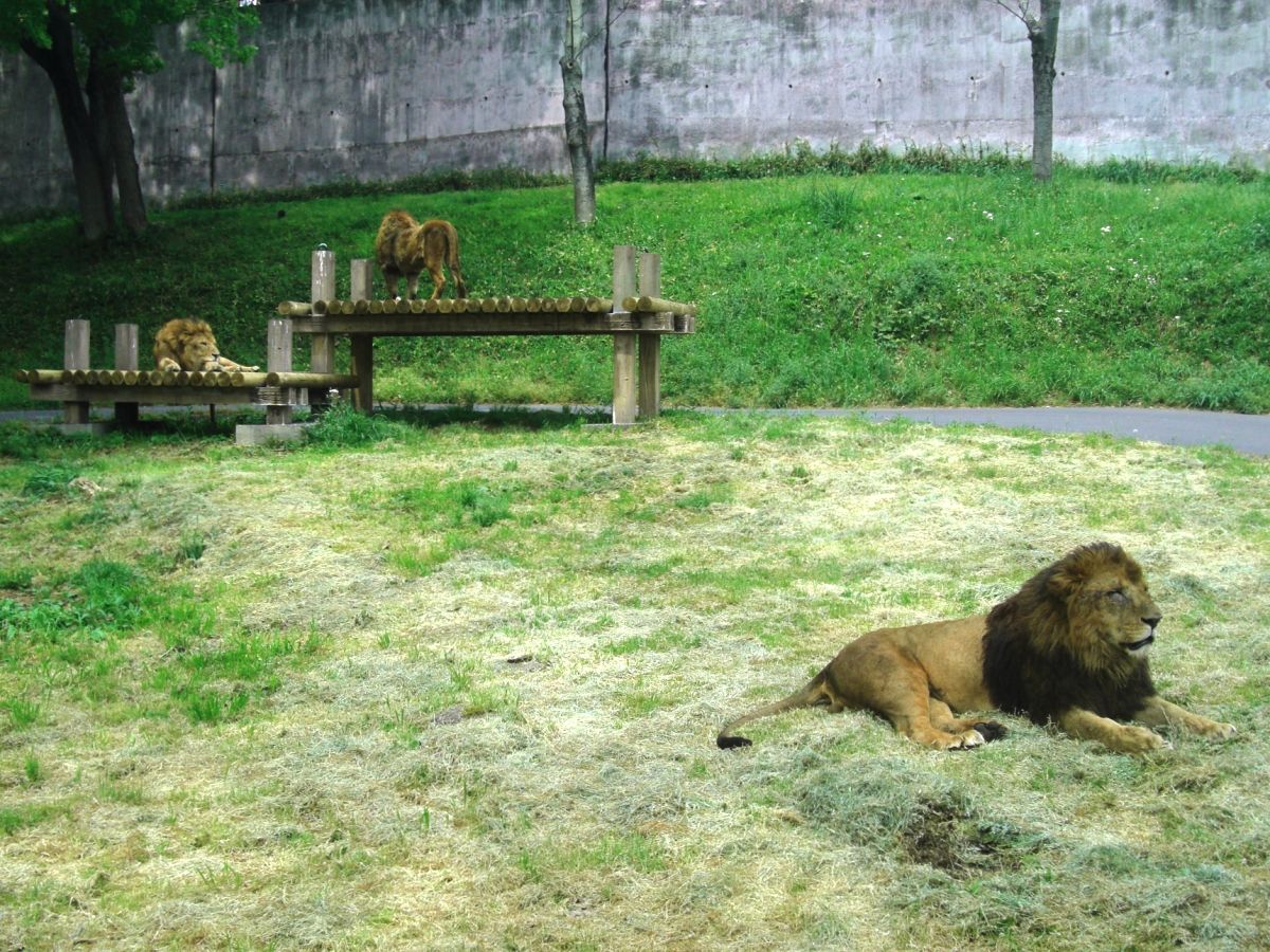 公益財団法人東京動物園協会 多摩動物公園ライオンバス 京王電鉄バス 13番まどぐち