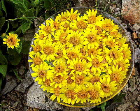 arnica-bowl