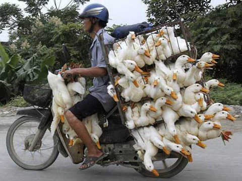 motorcycles-carrying-heavy-loads-13