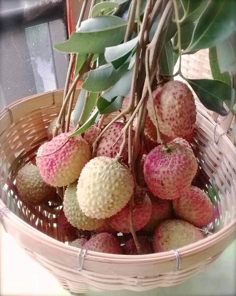 ลิ้นจี่๒