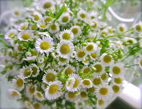 ดอกเดซี่