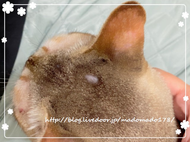 円形脱毛症 猫と海とときどき旅人