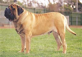 inu-mastif
