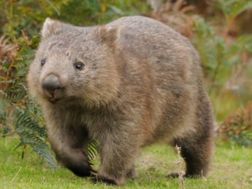 ガチのマジでポケモンのモチーフになっていない動物が見つけた ゲーハーの窓 ガチのマジでポケモンのモチーフになっていない動物が見つけた ゲーハーの窓