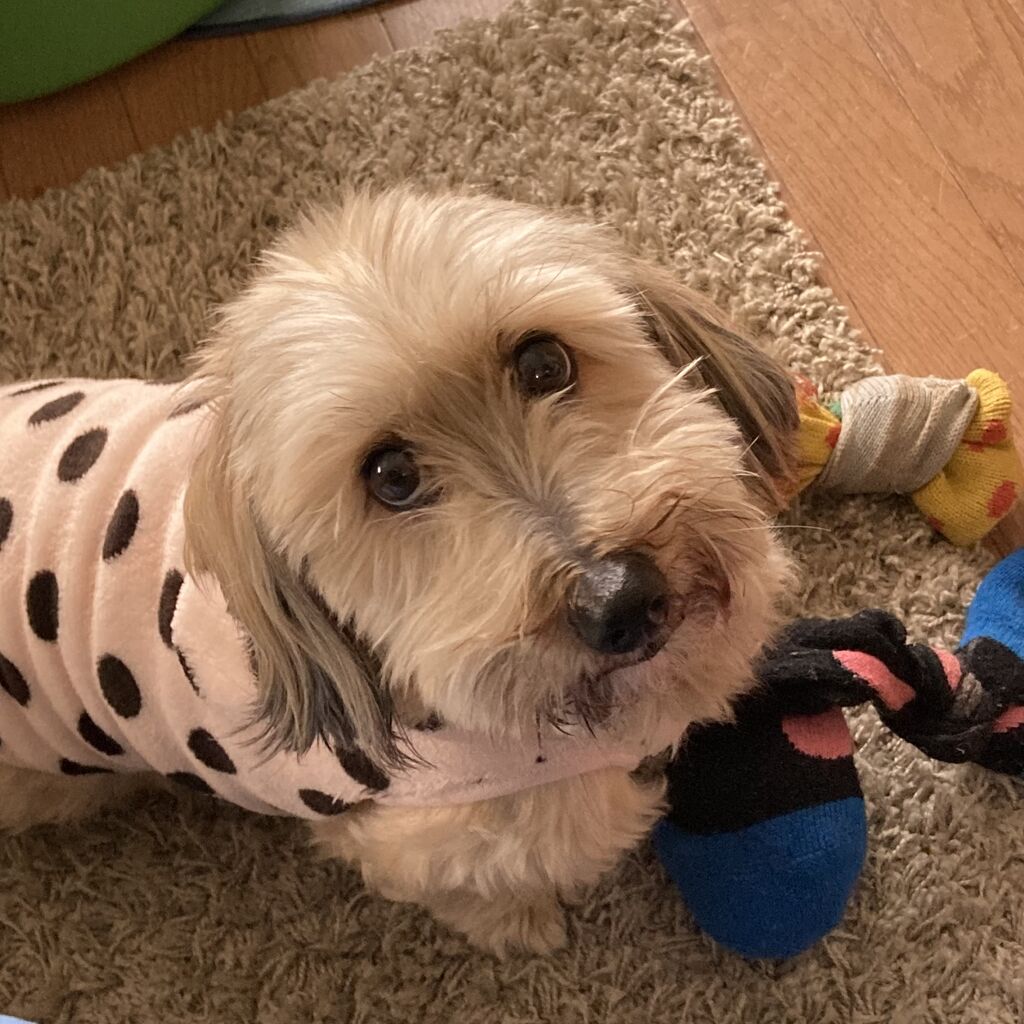 手作り 犬のおもちゃ まっどぽったーコネコネ日記