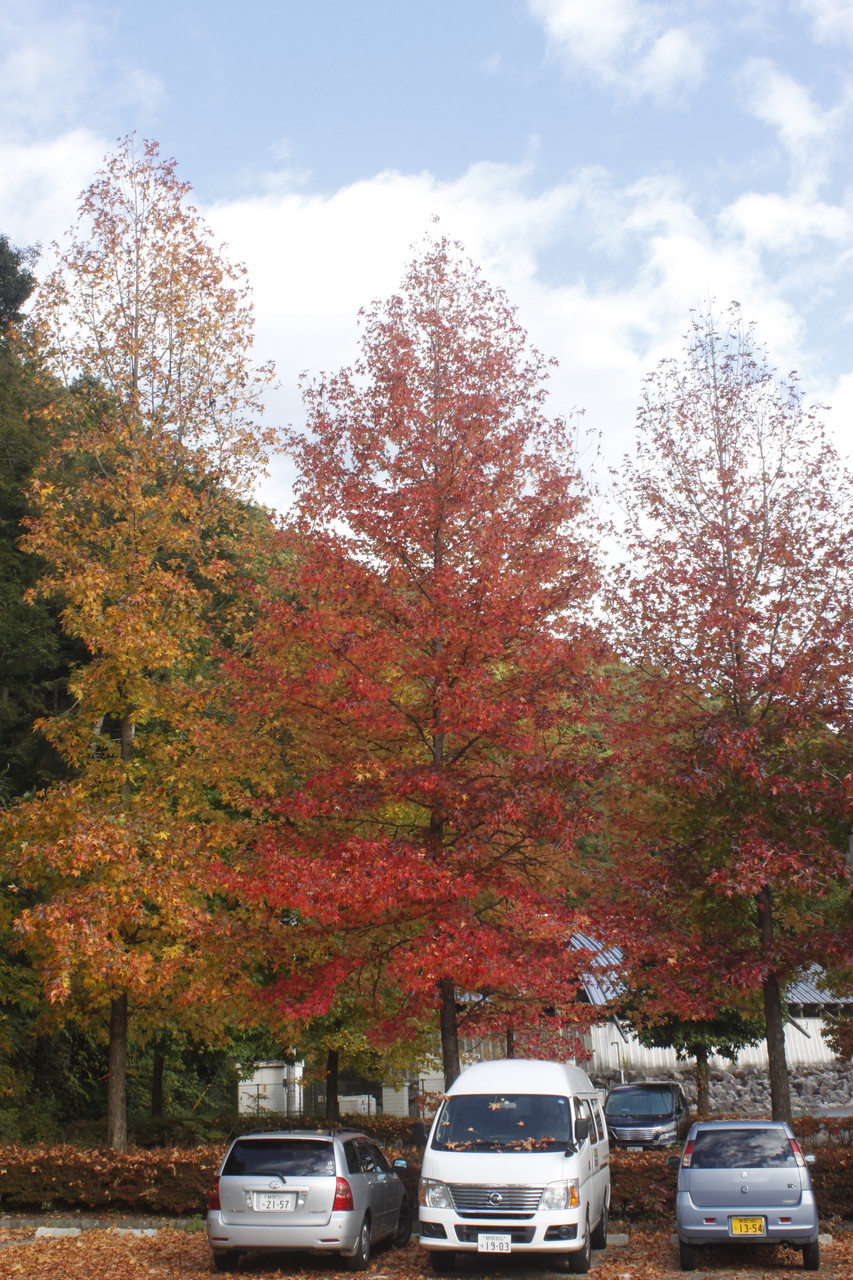 焼き畑境界線は紅葉境界線 井川メンパは絶滅しませんさせません 井川メンパ千頭大井屋本店 静岡のお茶摘み弁当箱