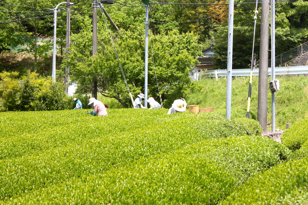 茶時にはやはりオレたちの井川メンパですよねえの話 井川メンパ千頭大井屋本店 静岡のお茶摘み弁当箱