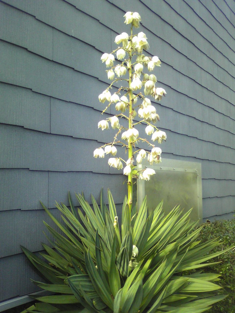 ユッカ蘭 花ごころ