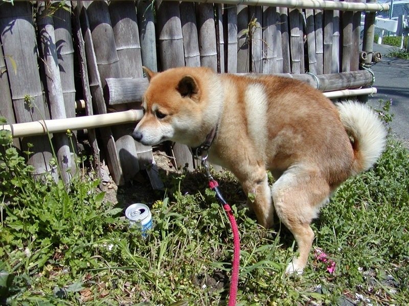 画像あり 柴犬が可愛すぎて辛い まがぞぬ 画像あり 柴犬が可愛すぎて辛い まがぞぬ