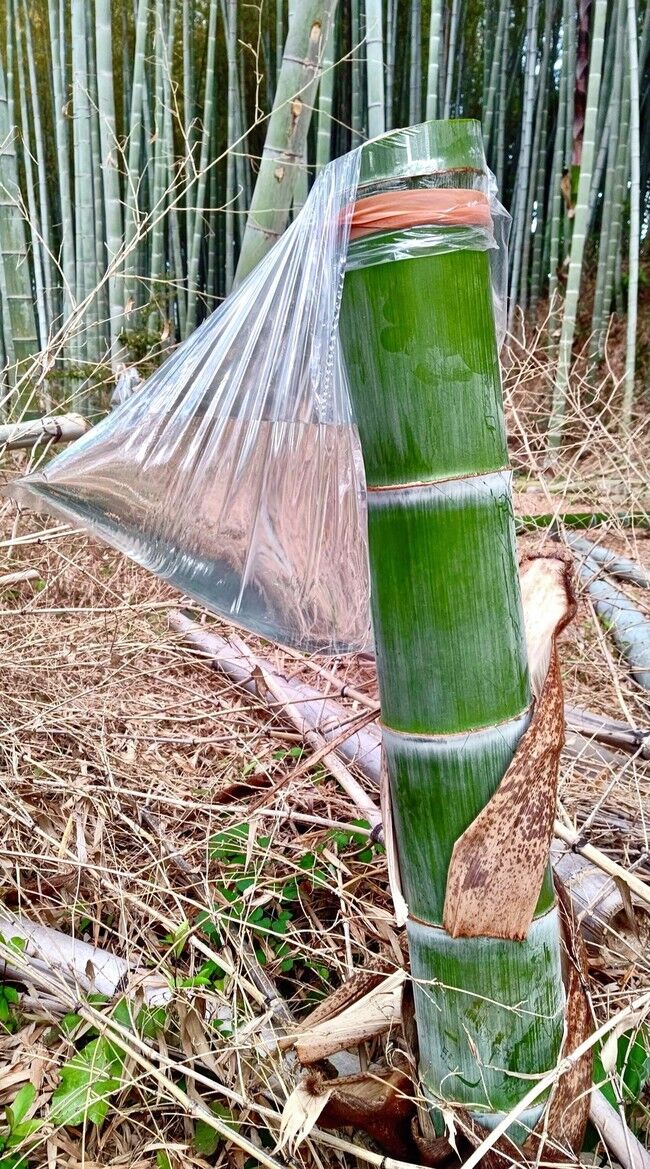 竹水が届きました : ORIGIN OF POWER 料理研究家 山瀬理恵子の日記