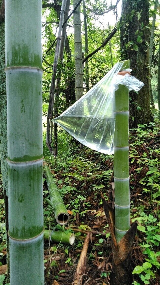 竹水が届きました : ORIGIN OF POWER 料理研究家 山瀬理恵子の日記