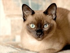 黒ウィズクイズ 16 1 21 版 新画像クイズまとめ 黒猫のウィズと北斗リバイブで遊ぶパチンカス系女子のブログ 黒ウィズクイズ 16 1 21 版 新画像クイズまとめ 黒猫のウィズと北斗リバイブで遊ぶパチンカス系女子のブログ
