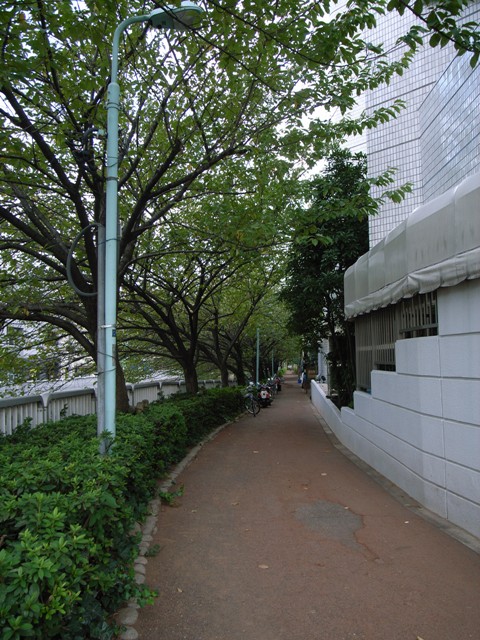 中目黒桜並木の秋 恵比寿ひとものがたり