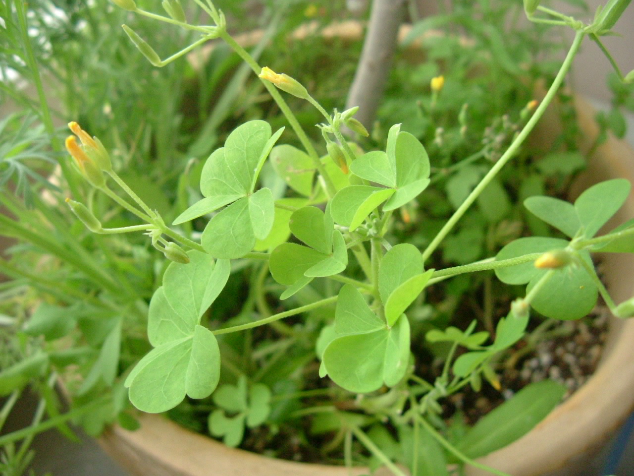 ガーデニングphoto カタバミ ハーブショップ マグノリア