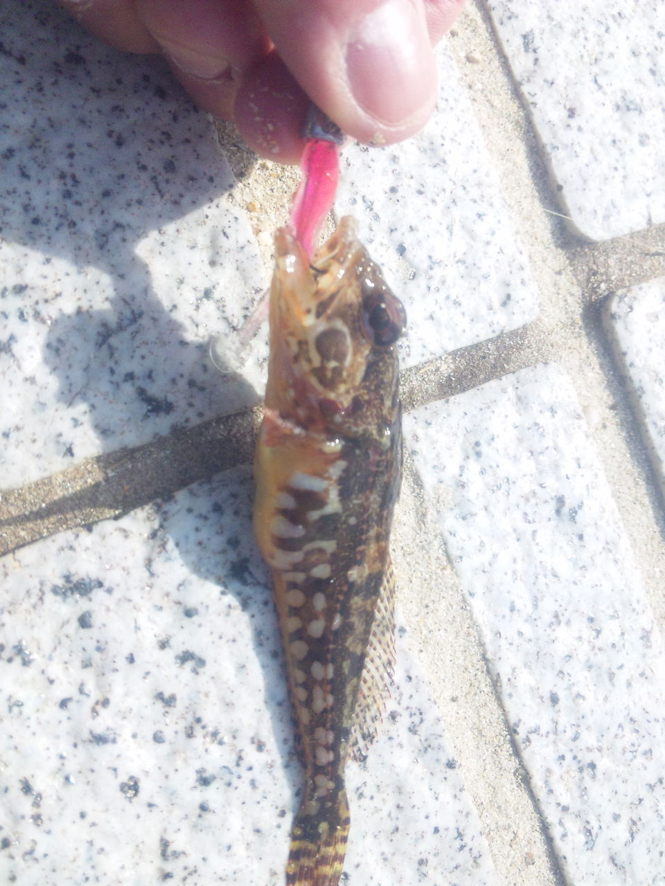 120303 ���뤬�� ���ʥϥ� 01