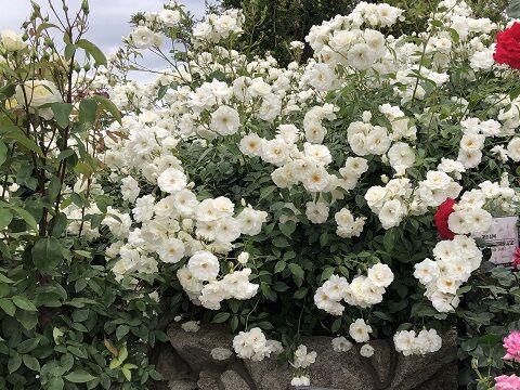 駕与丁公園バラ園 福岡県粕屋町 すきまをつくろう 駕与丁公園バラ園 福岡県粕屋町 すきまをつくろう