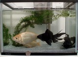 巨大金魚