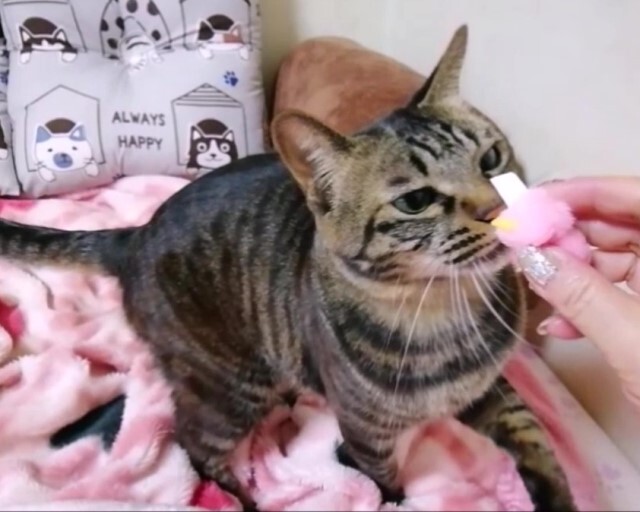 軍手ネズミと ひよこ ダブルで遊んだよ 猫動画 ペットの健康