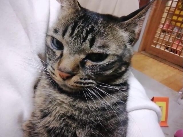 ゴロゴロ音 聴こえるかなあ 猫動画 キジトラ ゴロゴロ音 癒し猫 ペットの健康
