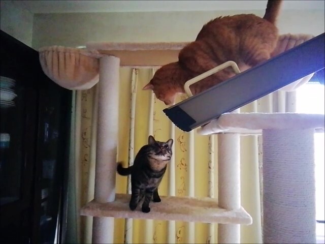 ī�衡�ץ����ɤ������ä�������2��_Moment