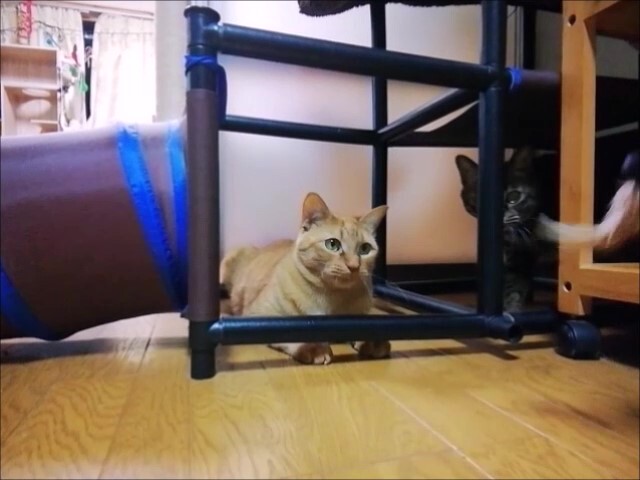猫用ジャンフルジムで 羽根部品 フリフリ 猫動画 ペットの健康
