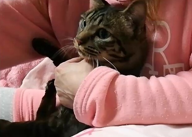 歯石除去方法 猫動画 ペットの健康 歯石除去方法 猫動画 ペットの健康