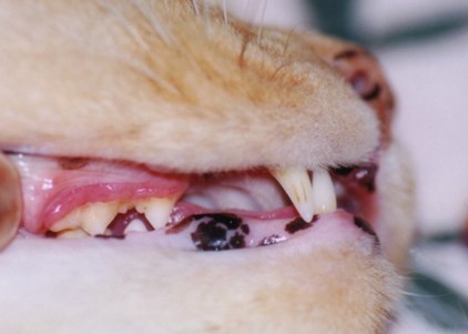 これが歯肉炎です ペットの健康