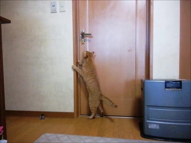 階段の窓へジャンプ 初撮影成功 猫動画 ペットの健康 階段の窓へジャンプ 初撮影成功 猫動画 ペットの健康