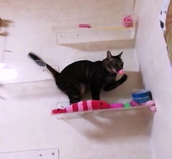 軍手ネズミと ひよこ ダブルで遊んだよ 猫動画 ペットの健康