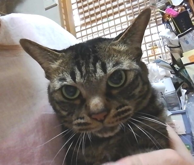 ニャオスカ文句タレで怒る猫 ペットの健康
