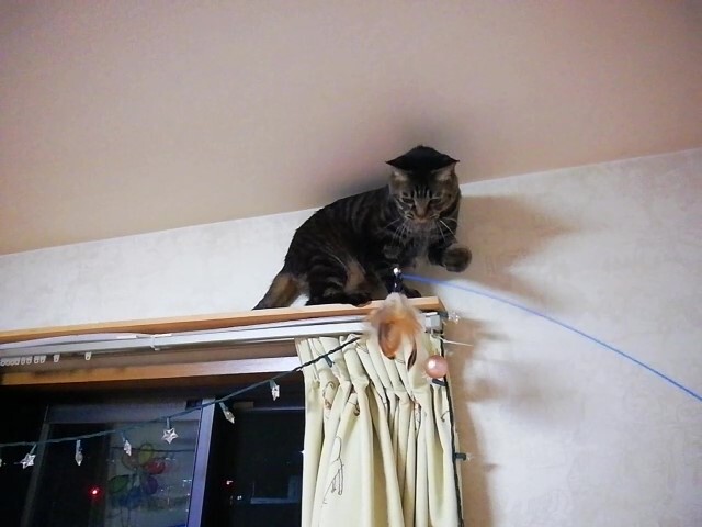 カーテンレールの上で猫釣り ペットの健康