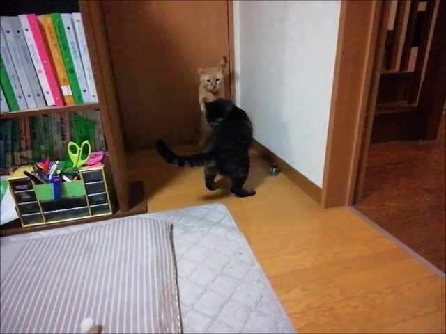 スーパーボールで跳ね跳ねニャン 猫動画 ペットの健康 スーパーボールで跳ね跳ねニャン 猫動画 ペットの健康