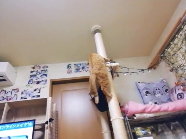 2020.8.18 サル登り _Moment