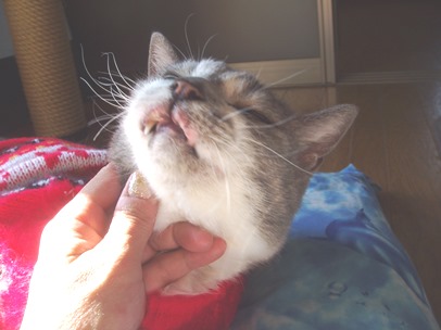 猫の好酸球肉芽腫＆簡易洋服 : ペットの健康