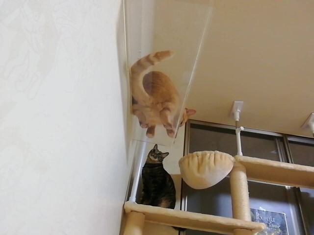 キャットウォーク 吊り橋 を ピューマ走りする 猫動画 ペットの健康