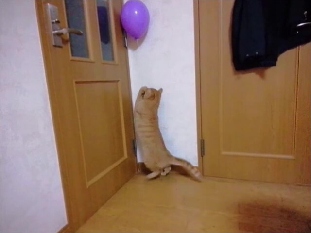 2020.2.13 風船 エイト 3you _Moment